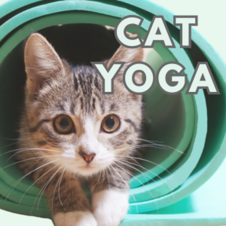 Cat Yoga Summer Series